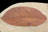 Fossil Persea (Laurel) Leaf - Montana #75808-1